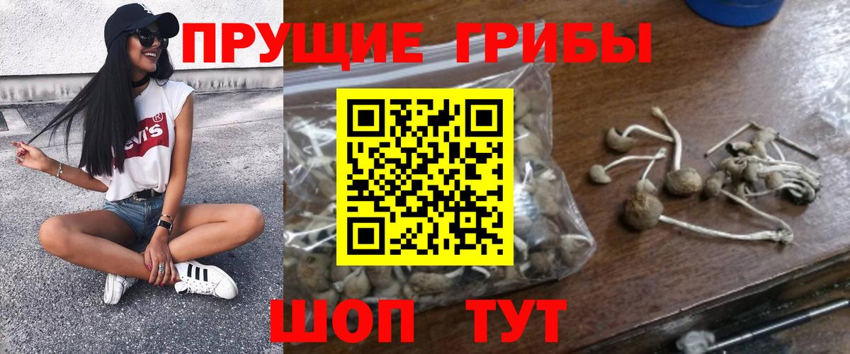 Курчатов  Галлюциногенные грибы Cubensis  Вход с VPN  Галлюциногенные грибы прущие грибы 